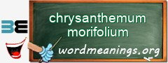 WordMeaning blackboard for chrysanthemum morifolium